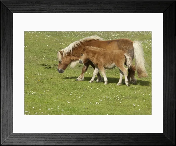 Framed Print : DDE-90035918 Framed Print : DDE-90035918