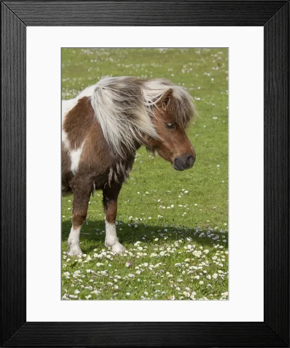 Framed Print : DDE-90035922 Framed Print : DDE-90035922