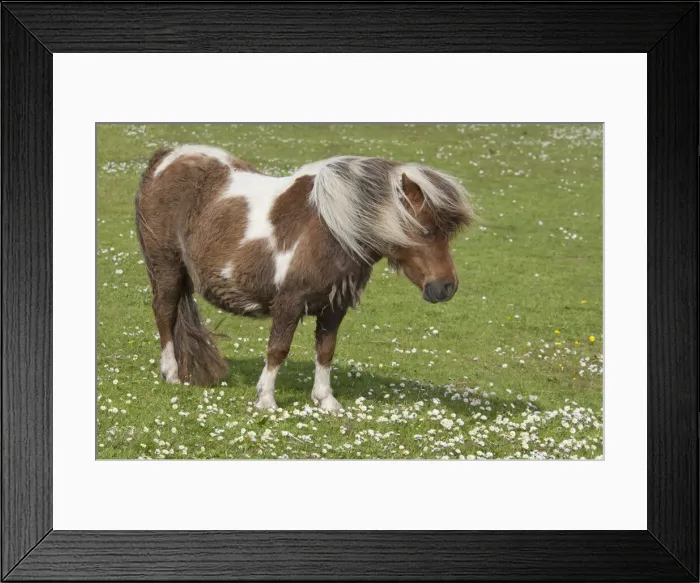 Framed Print : DDE-90035923 Framed Print : DDE-90035923