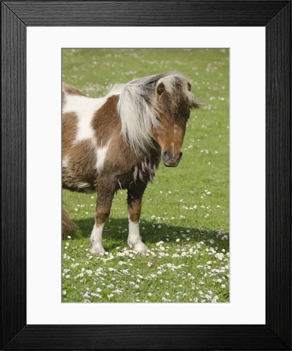 Framed Print : DDE-90035924 Framed Print : DDE-90035924