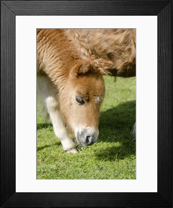 Framed Print : DDE-90035925 Framed Print : DDE-90035925