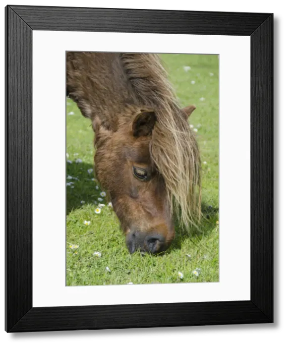 Framed Print : DDE-90035927