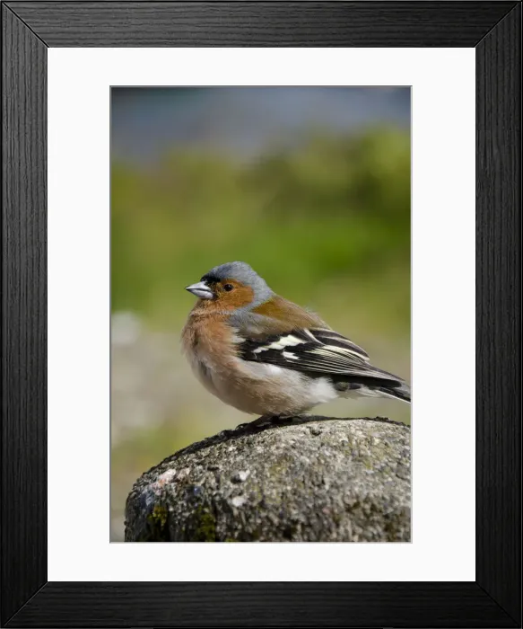 Framed Print : DDE-90035935