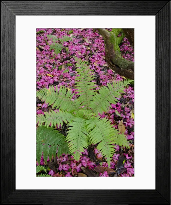 Framed Print : DDE-90035936 Framed Print : DDE-90035936