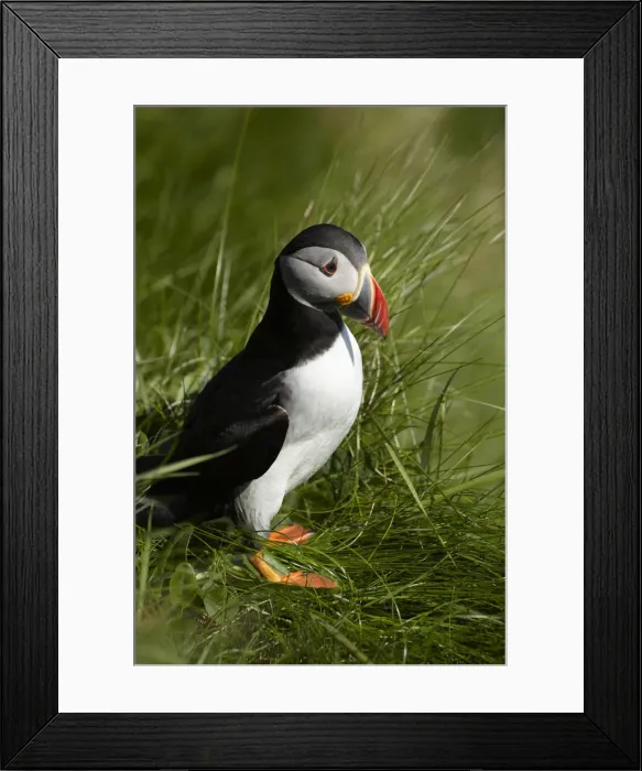 Framed Print : DDE-90035945 Framed Print : DDE-90035945