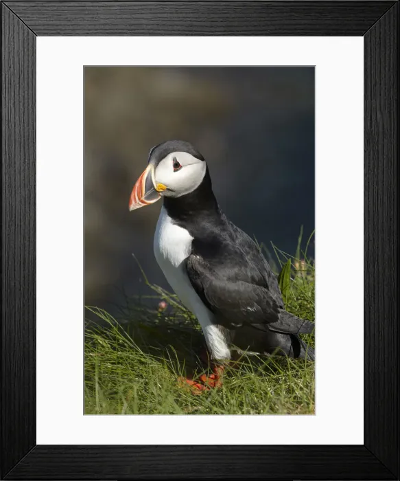 Framed Print : DDE-90035947 Framed Print : DDE-90035947