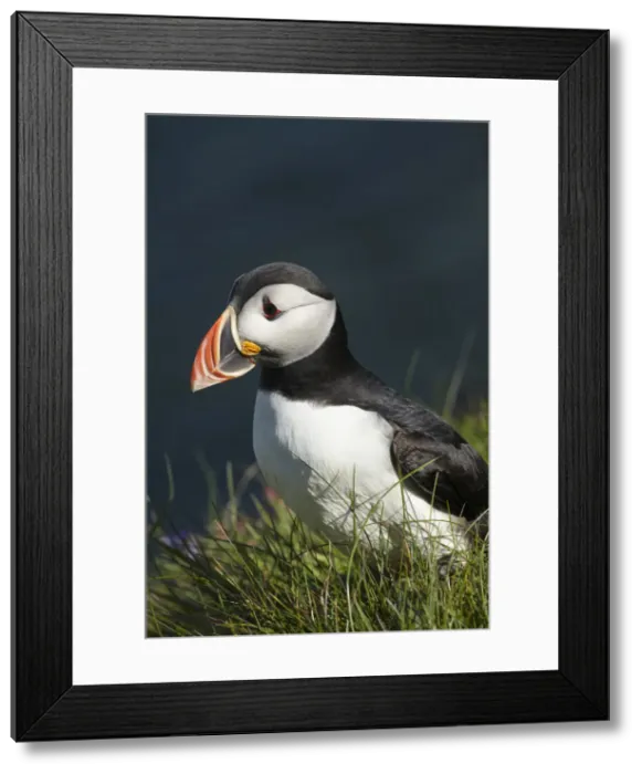 Framed Print : DDE-90035946 Framed Print : DDE-90035946