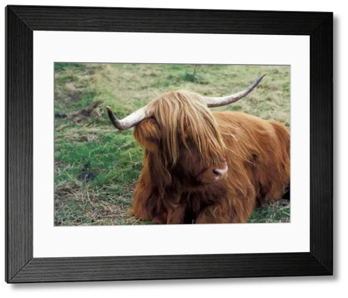 Framed Print : DDE-90035976 Framed Print : DDE-90035976