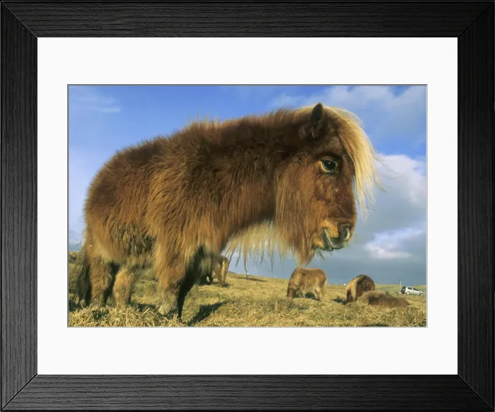Framed Print : DDE-90035977 Framed Print : DDE-90035977