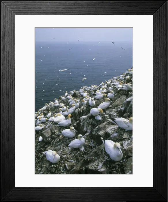 Framed Print : DDE-90035979 Framed Print : DDE-90035979