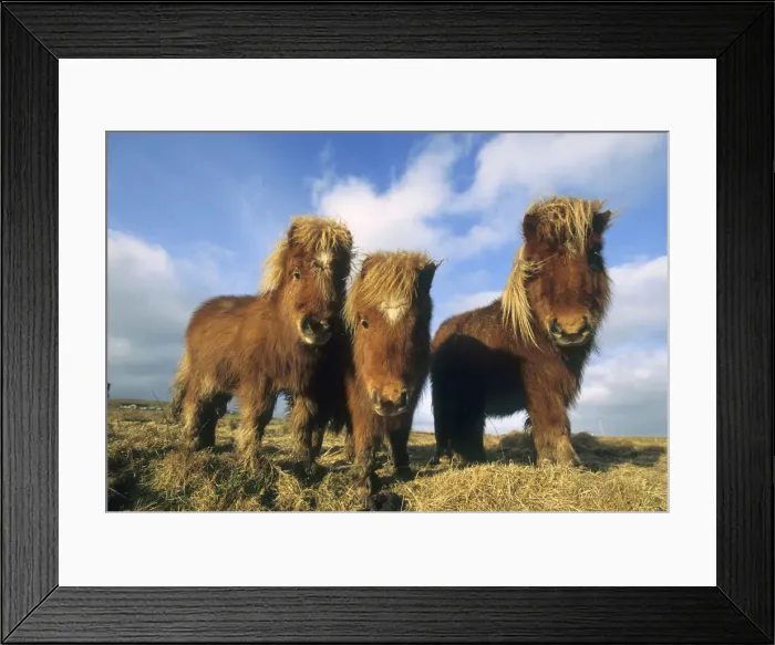 Framed Print : DDE-90035978 Framed Print : DDE-90035978