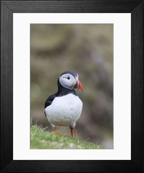 Framed Print : DDE-90036001 Framed Print : DDE-90036001