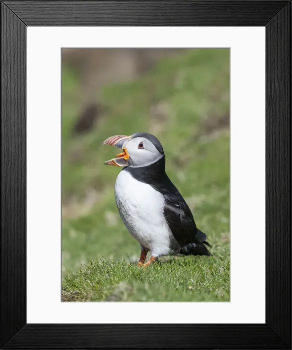 Framed Print : DDE-90036002 Framed Print : DDE-90036002