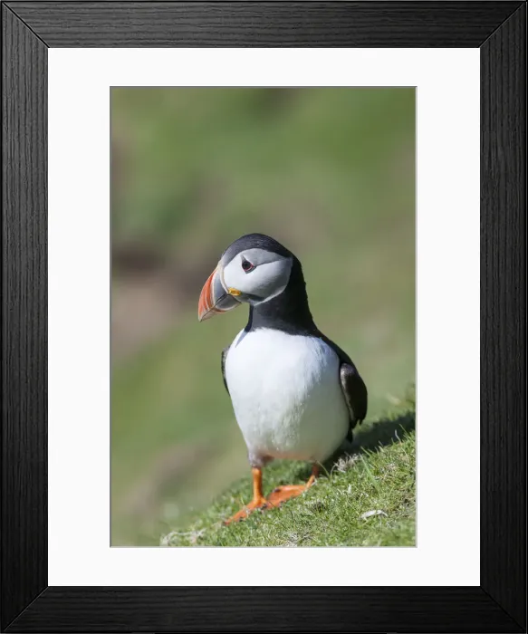 Framed Print : DDE-90036003 Framed Print : DDE-90036003