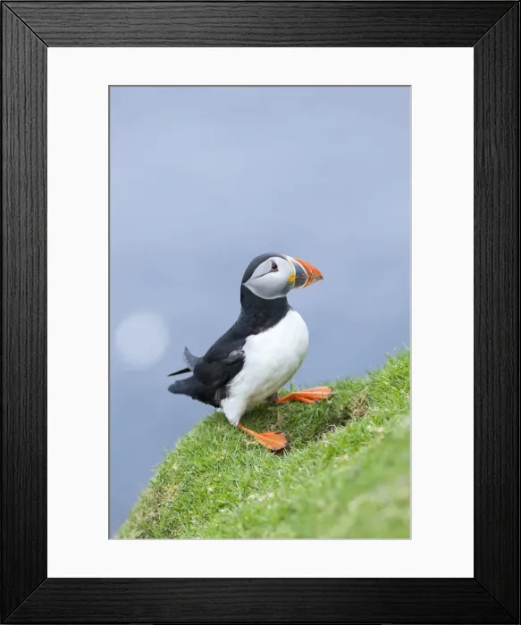 Framed Print : DDE-90036005 Framed Print : DDE-90036005