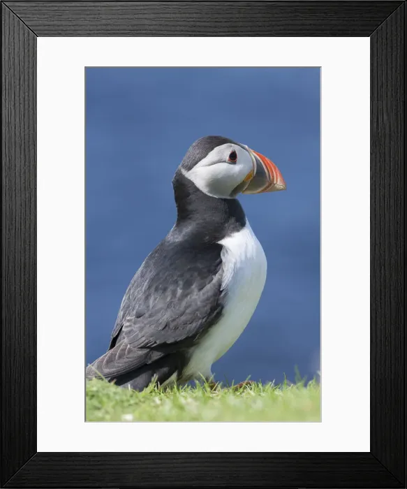 Framed Print : DDE-90036006 Framed Print : DDE-90036006