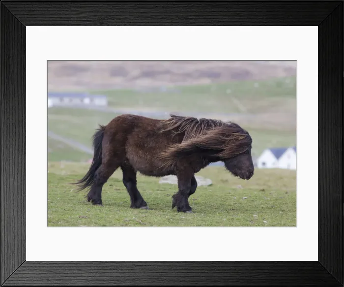 Framed Print : DDE-90036096 Framed Print : DDE-90036096