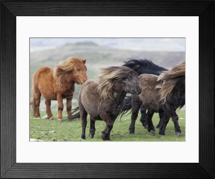 Framed Print : DDE-90036098 Framed Print : DDE-90036098