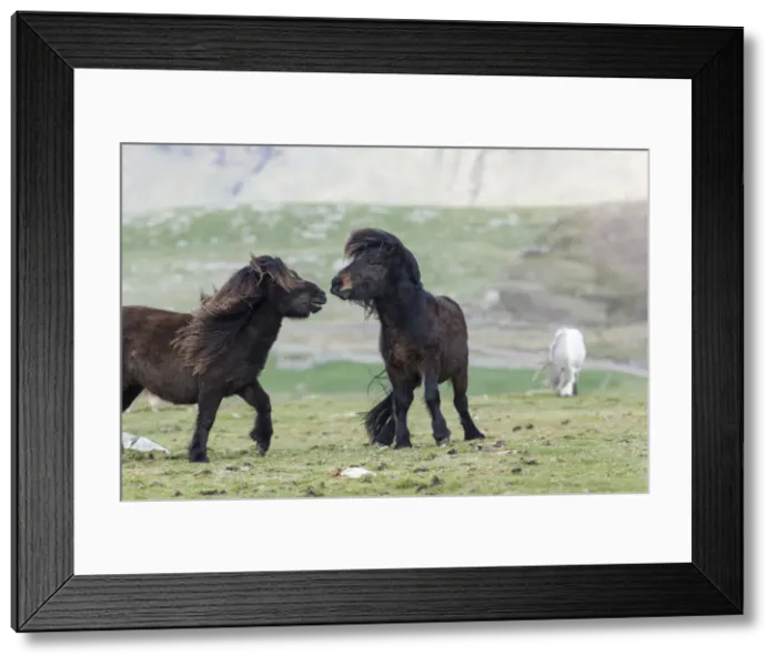 Framed Print : DDE-90036101 Framed Print : DDE-90036101