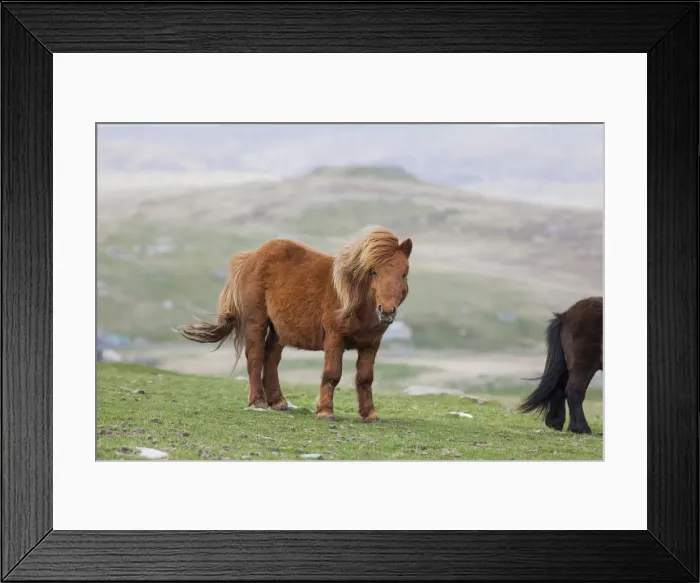 Framed Print : DDE-90036102 Framed Print : DDE-90036102