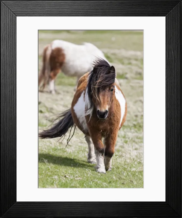 Framed Print : DDE-90036103 Framed Print : DDE-90036103