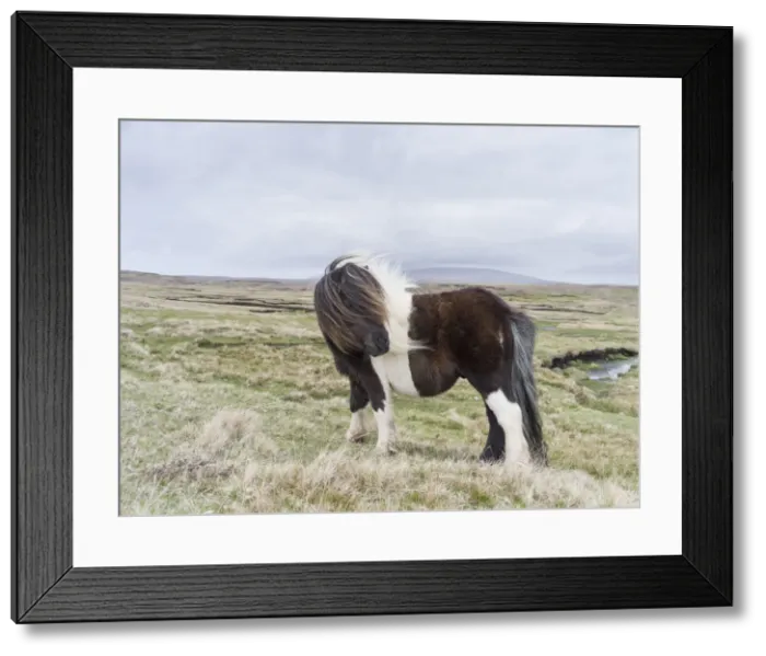 Framed Print : DDE-90036108 Framed Print : DDE-90036108