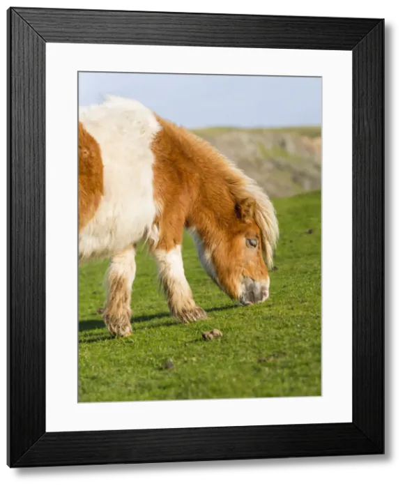 Framed Print : DDE-90036132 Framed Print : DDE-90036132