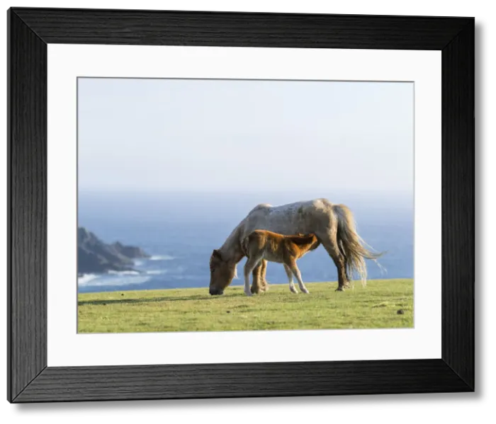 Framed Print : DDE-90036134