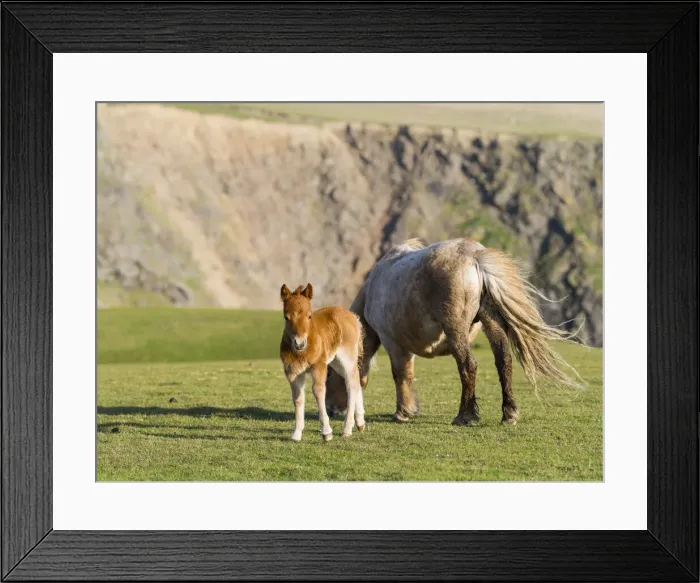 Framed Print : DDE-90036136