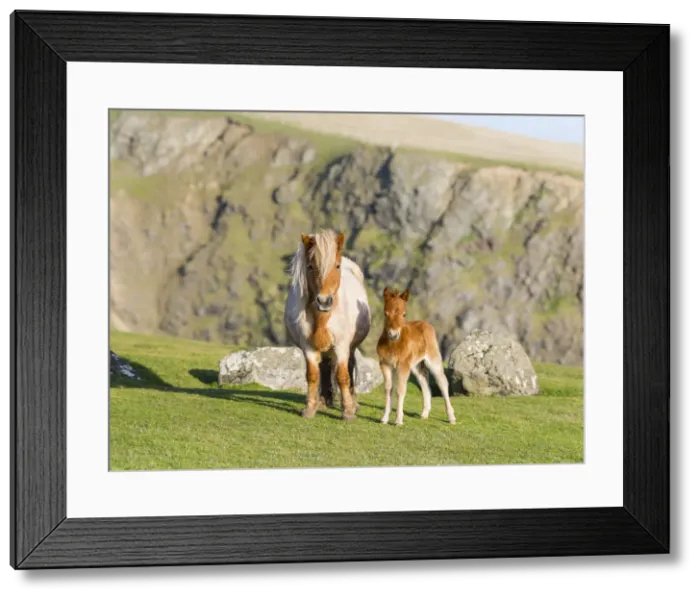Framed Print : DDE-90036139 Framed Print : DDE-90036139