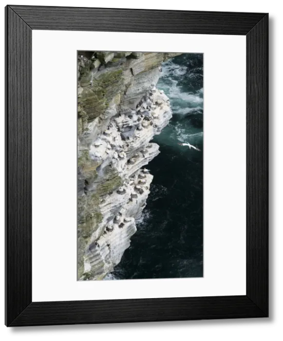 Framed Print : DDE-90036165