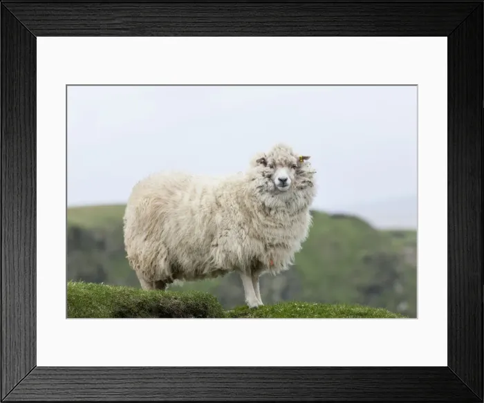 Framed Print : DDE-90036175