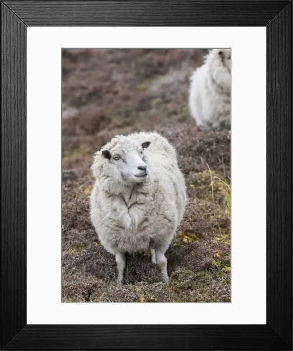 Framed Print : DDE-90036176 Framed Print : DDE-90036176