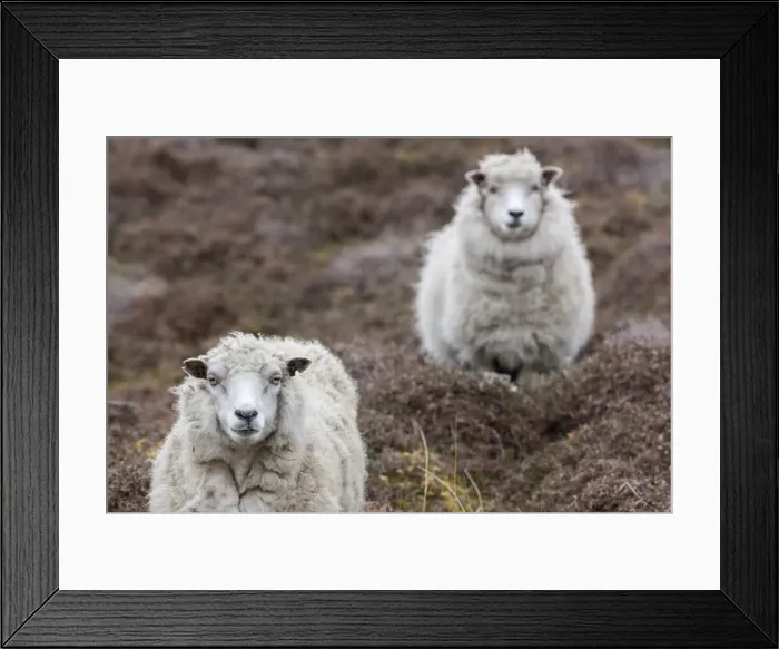Framed Print : DDE-90036177 Framed Print : DDE-90036177