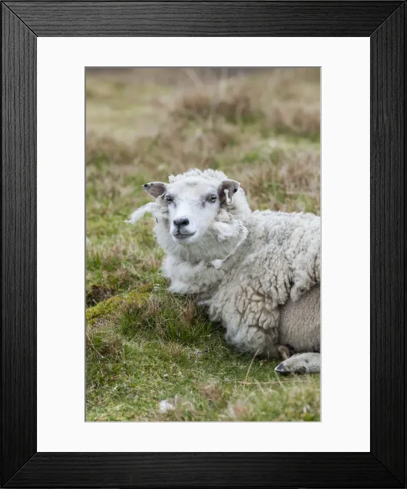 Framed Print : DDE-90036179 Framed Print : DDE-90036179