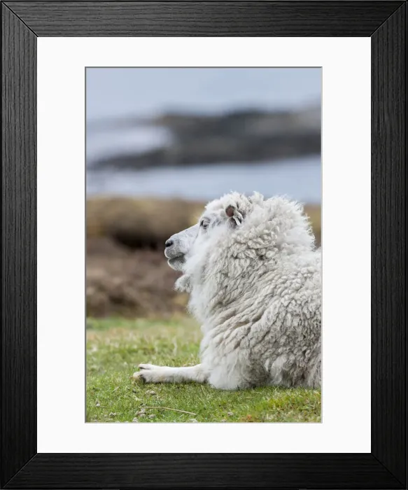 Framed Print : DDE-90036180