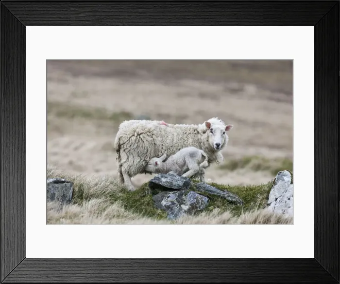 Framed Print : DDE-90036181 Framed Print : DDE-90036181