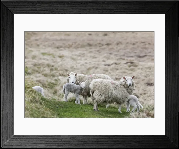 Framed Print : DDE-90036182 Framed Print : DDE-90036182