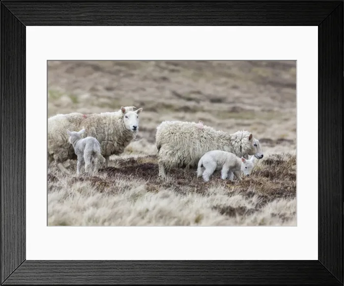 Framed Print : DDE-90036183 Framed Print : DDE-90036183