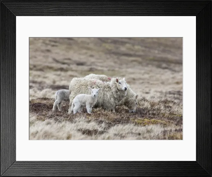 Framed Print : DDE-90036184 Framed Print : DDE-90036184