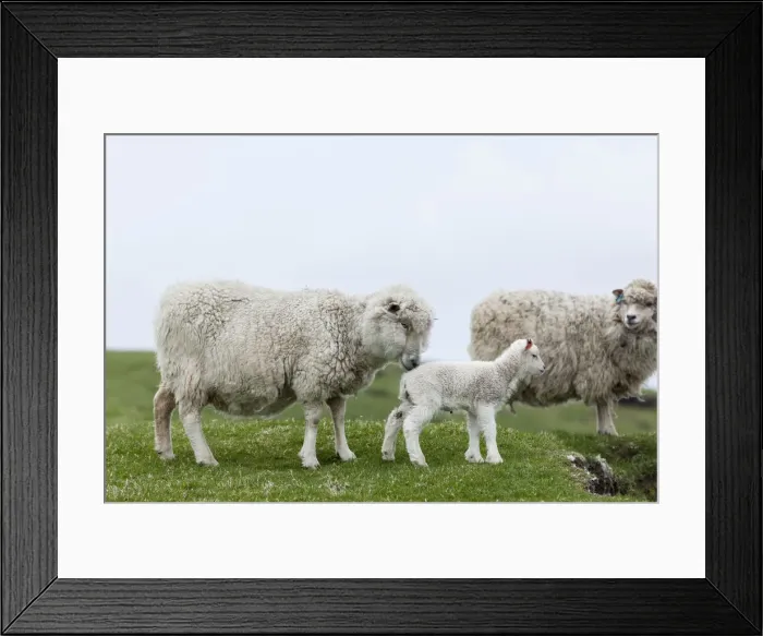 Framed Print : DDE-90036185 Framed Print : DDE-90036185