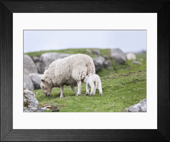 Framed Print : DDE-90036188 Framed Print : DDE-90036188