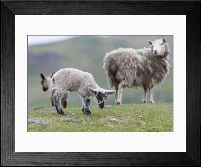 Framed Print : DDE-90036189 Framed Print : DDE-90036189