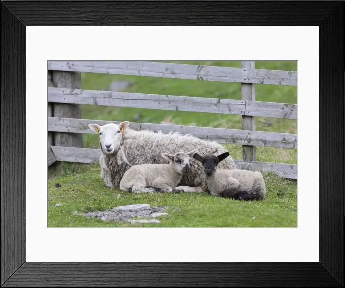 Framed Print : DDE-90036190 Framed Print : DDE-90036190