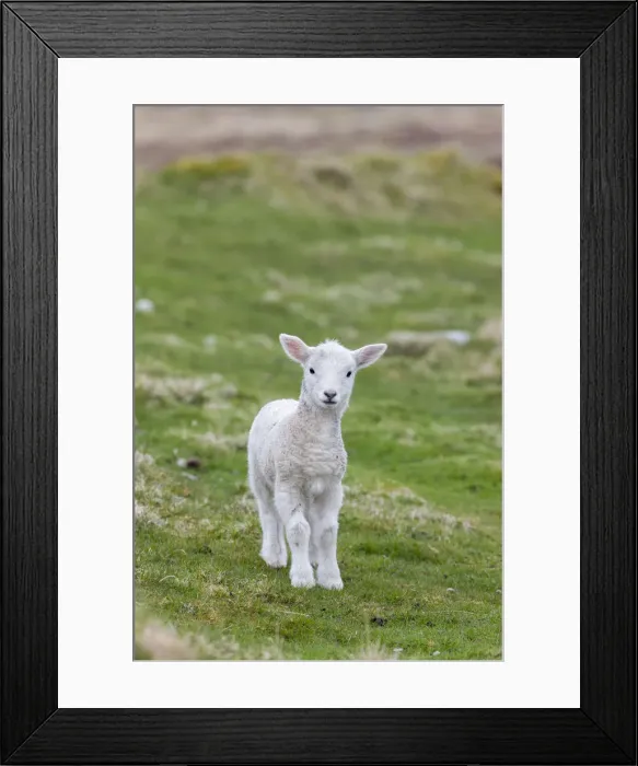 Framed Print : DDE-90036191 Framed Print : DDE-90036191