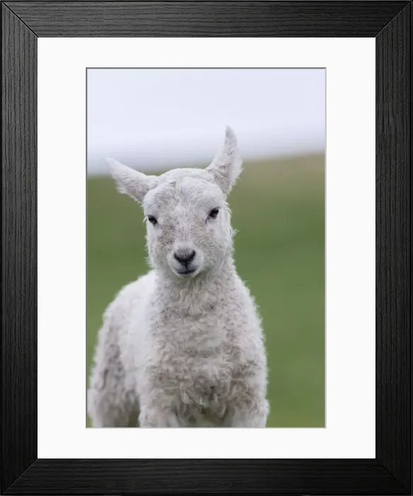 Framed Print : DDE-90036192 Framed Print : DDE-90036192