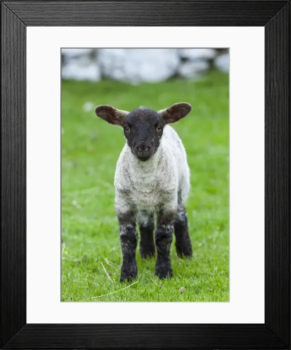 Framed Print : DDE-90036193 Framed Print : DDE-90036193
