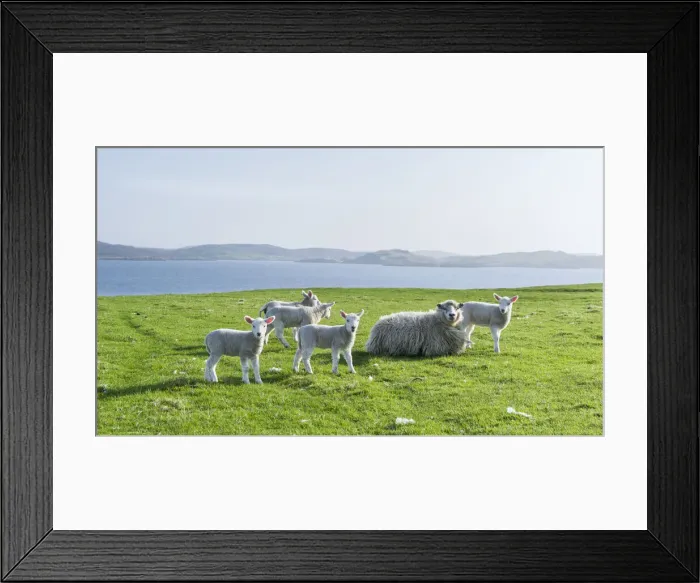 Framed Print : DDE-90036194