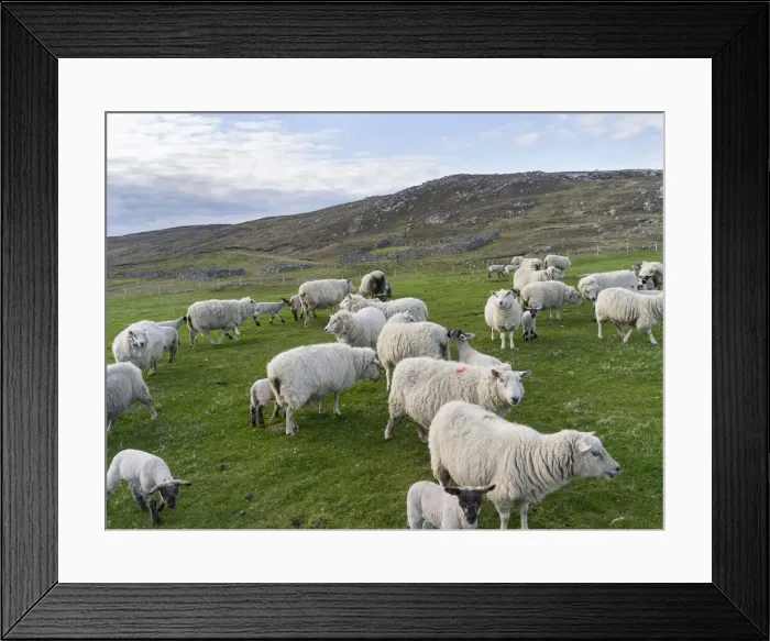 Framed Print : DDE-90036195 Framed Print : DDE-90036195