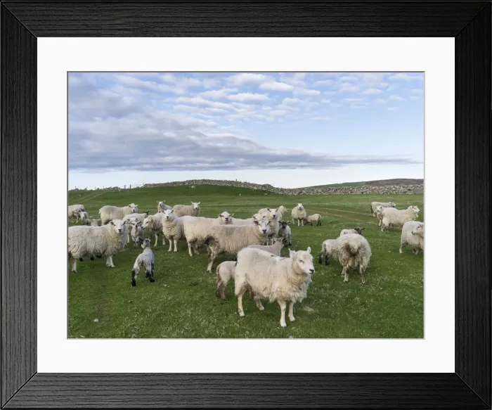 Framed Print : DDE-90036196 Framed Print : DDE-90036196